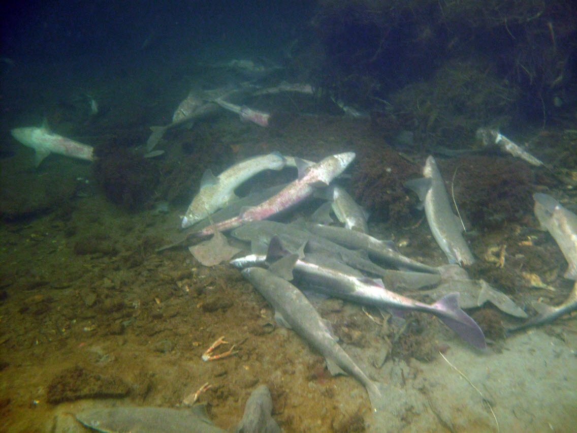 En mängd döda pigghajar och andra större fiskar har hittats i hamnen i Lysekil.